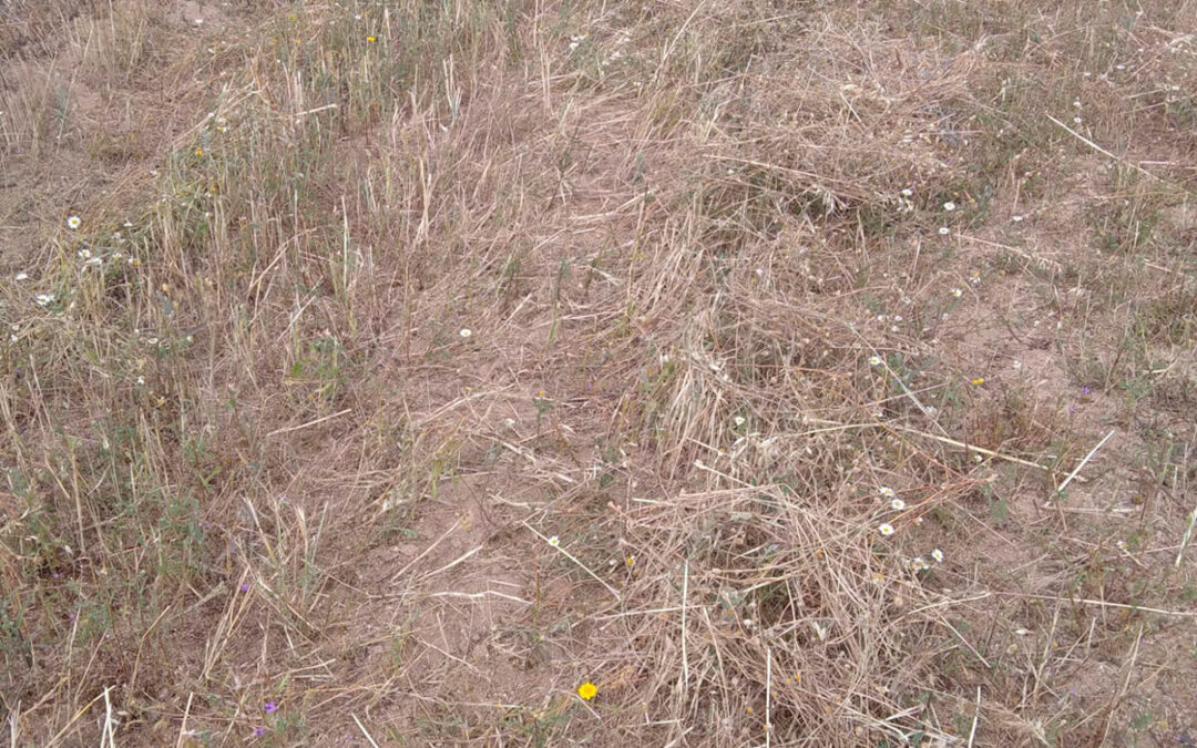 Alertan de una campaña de cereal crítica, con pérdidas de la práctica totalidad de la producción en el norte de Córdoba por las lluvias