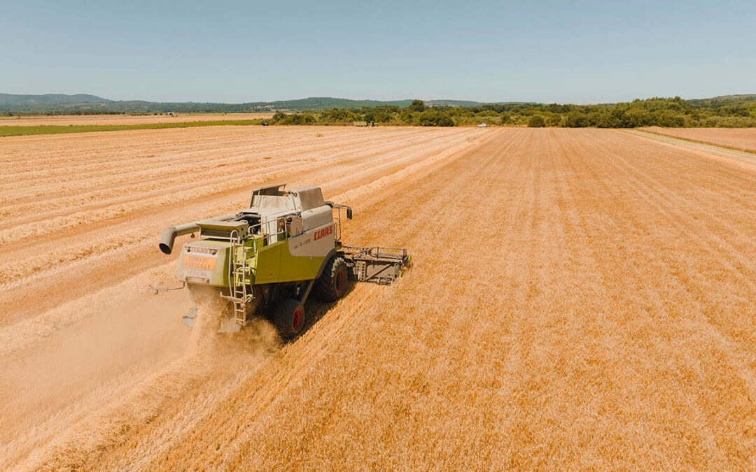 ACCOE prevé una caída del 24% en la producción nacional de cereales de otoño-invierno para la campaña 2026/27 sobre todo en trigo blando y cebada