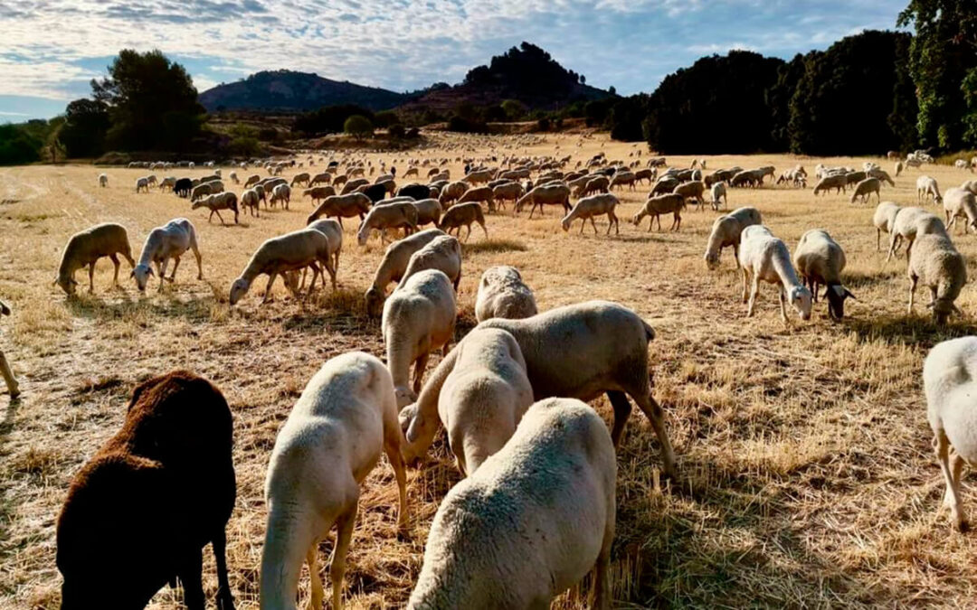 El Gobierno publica la orden de módulos con reducciones en el IRPF 2025: destacan deducciones del 50% en apicultura y del 30% en ovino y caprino