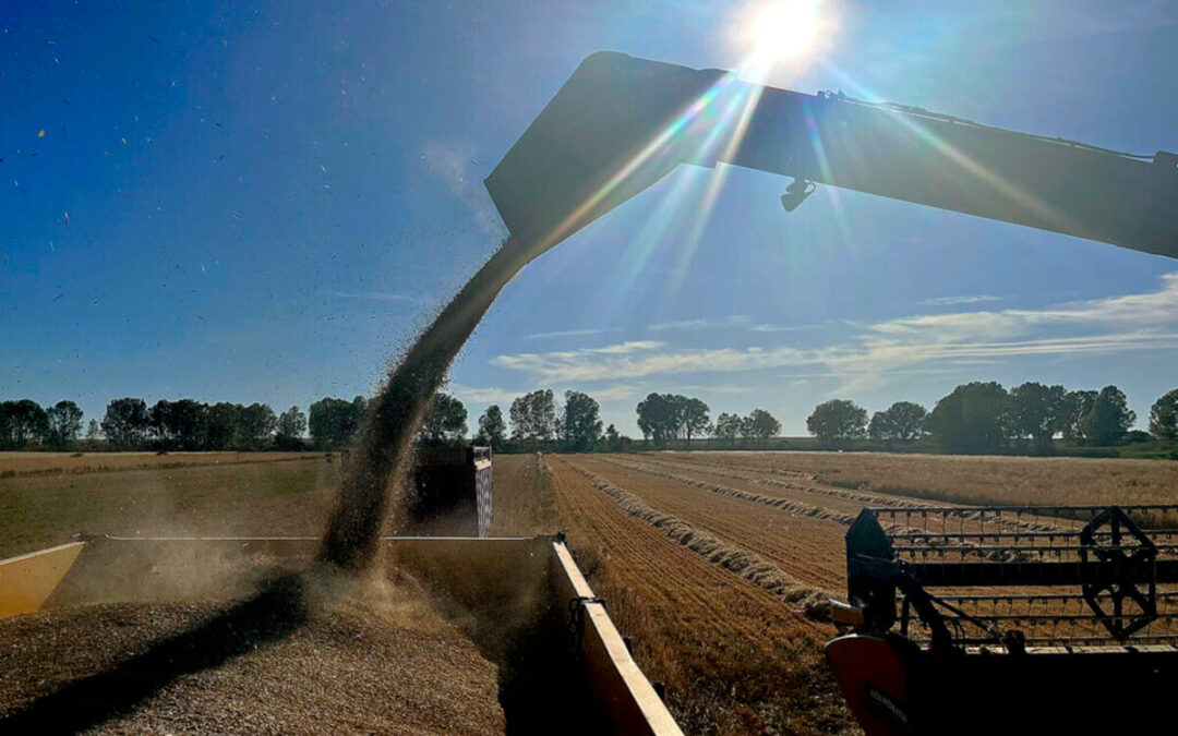 Cooperativas Agro-alimentarias de España prevé una cosecha de cereales de 20,5 millones de toneladas en 2026, como una cosecha media