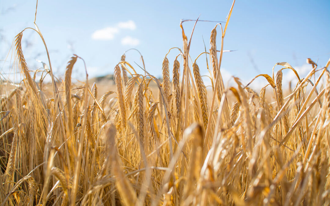 Madrid se suma a los malos datos y pone cifras a la mala campaña de cereal en la región: «Perderemos hasta 150 euros por hectárea»
