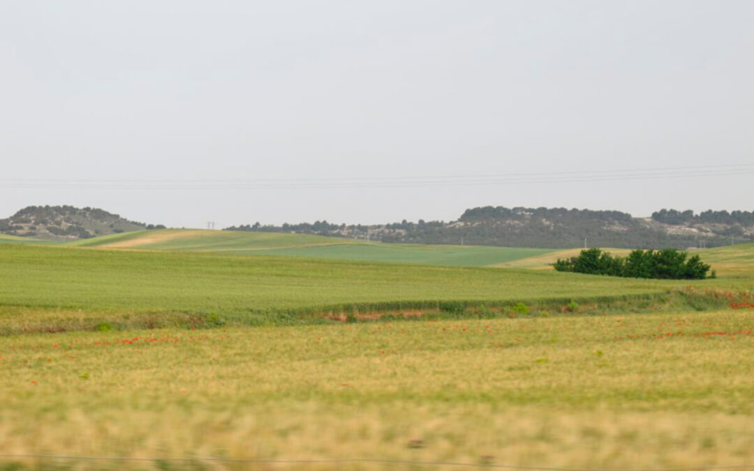 Alarma en el campo: advierten de que habrá un 40% menos de cosecha de cereales en Castilla y León y con posibilidades de que siga empeorando