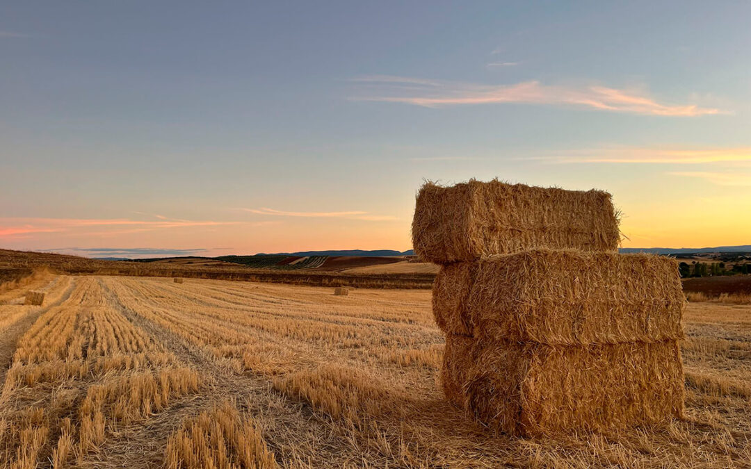 Del optimismo a la resignación en pocas semanas: revisan a la baja la cosecha de cereal en Castilla-La Mancha y el hundimiento de los precios