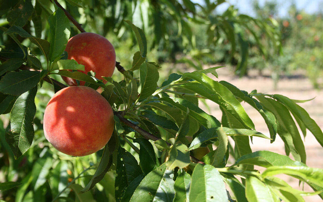 No siempre lo que bien empieza, bien acaba: lamentan que la campaña valenciana de fruta de hueso «empezó bien pero acaba con pérdidas»