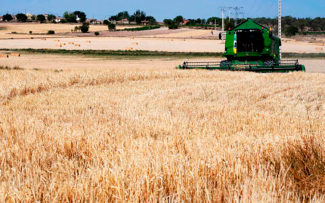 Avanza la siega y se frena un mercado de cereales que afronta la segunda semana de junio con una operativa comercial visiblemente reducida