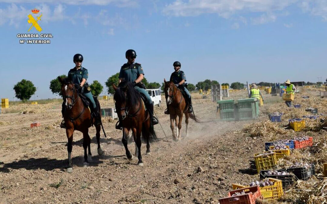 La Guardia Civil refuerza con caballería la vigilancia y control de la campaña del ajo evitar robos y hurtos en Albacete