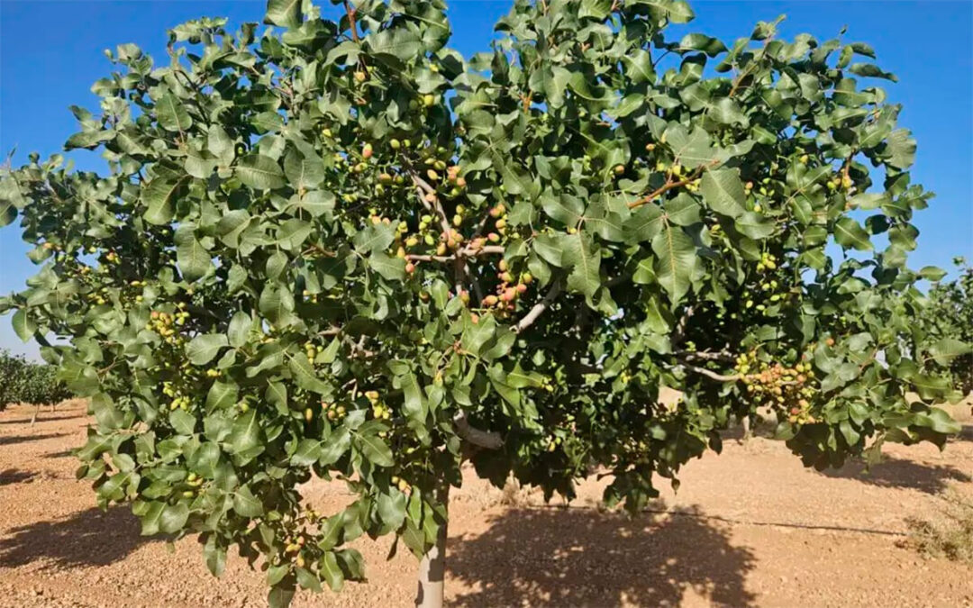 La cosecha mundial de pistacho caerá un 36% mientras que las previsiones de la española, que comenzará en septiembre, siguen al alza