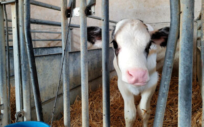 Guardería de élite para terneros de leche: más allá del bienestar animal para dar toda las comodidades a unos becerros premium