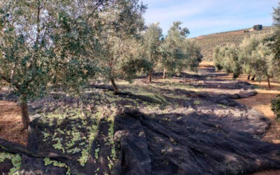 ¿Puede un olivar generar ingresos más allá de la venta de aceite?: créditos de carbono, biodiversidad y la economía circular bases de futuro
