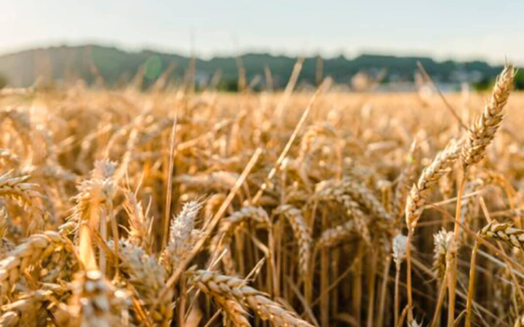 Cifran en más de 50 millones las pérdidas del cereal en Ávila: con los rendimientos previstos no se cubrirá ni el 50% del gasto por hectárea