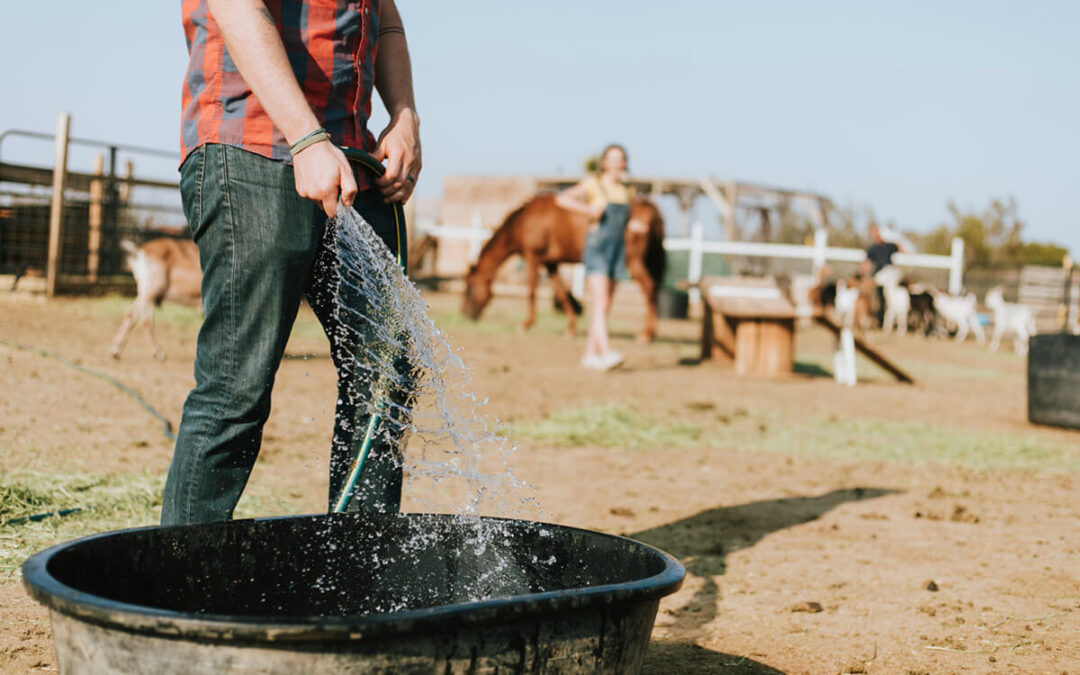 La ola de calor afecta a todos: alertan sobre las mermas en la producción de la ganadería por las altas temperaturas