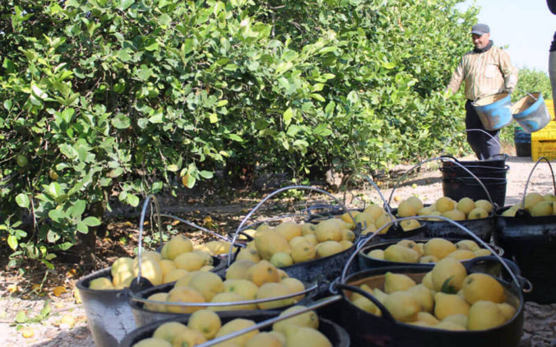 Producir limones con menos agua: evidencias científicas desde Librilla para una agricultura más resiliente