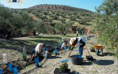 El proyecto español Olivares Vivos, entre los ganadores de los premios LIFE 2026 por su contribución a la acción por el clima y el medio ambiente