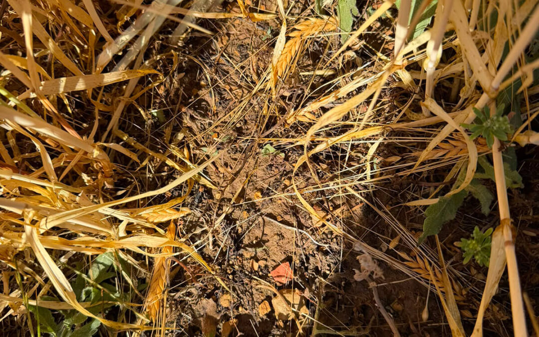 Importantes daños ocasionados por las tormentas en Castilla-La Mancha y el sector reclama rapidez en las peritaciones de Agroseguro