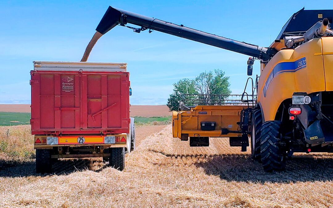 Se adelanta quince días la recolección de cereal en Castilla y León sabiendo que «sin haber empezado a cosechar, vamos a perder 300 millones»