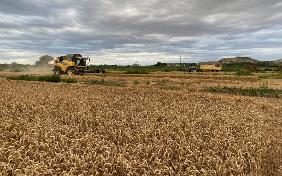 Alertan de que retrasar la siega del cereal en las zonas ZEPA puede reducir el rendimiento y poner en riesgo las explotaciones