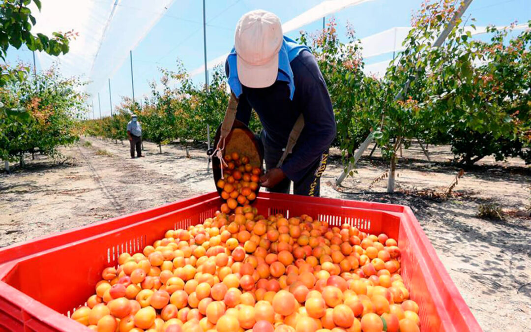 Denuncian un incremento de hasta el 900% en el precio de la fruta de hueso desde el punto de origen al consumidor final