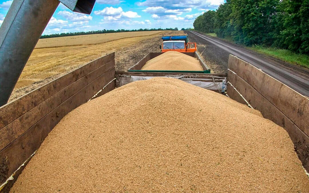 El vaso medio lleno y medio vacío a la vez: La cosecha de cereales de invierno caerá un 29% en 2026 pero se mantiene cerca de la media histórica