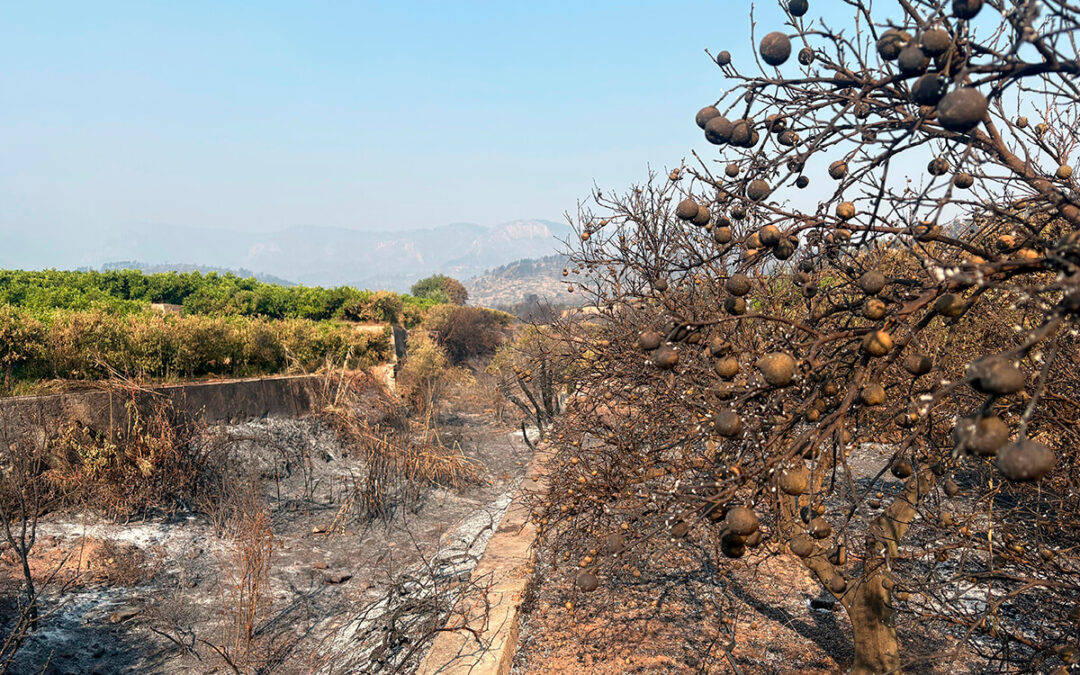 Piden un Plan Extraordinario de Recuperación Agraria para que el incendio de la Serra d’Espadà no provoque el abandono irreversible del territorio
