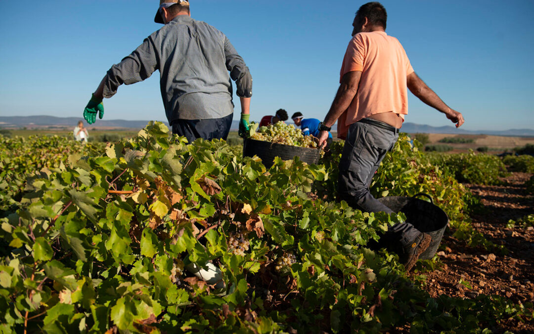 No ven una alarma climática: «las altas temperaturas no comprometen la campaña agrícola, solo agravan las plagas y elevan los costes»