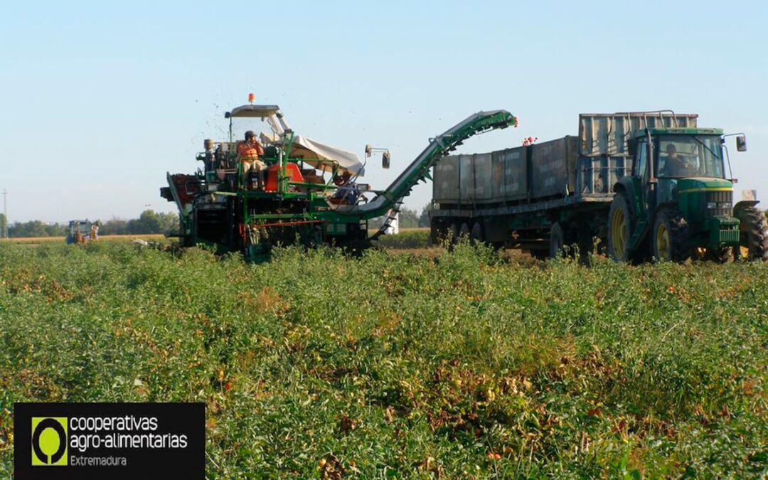Estiman pérdidas del 10% en la producción inicialmente prevista de tomate para industria en la región debido a las altas temperaturas