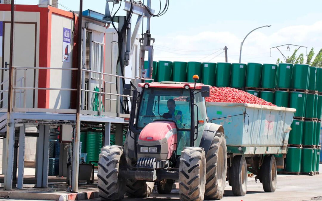 Campaña de transporte del tomate: piden a las fuerzas de seguridad no obstaculizar la recogida con inspecciones en explotaciones y transportes