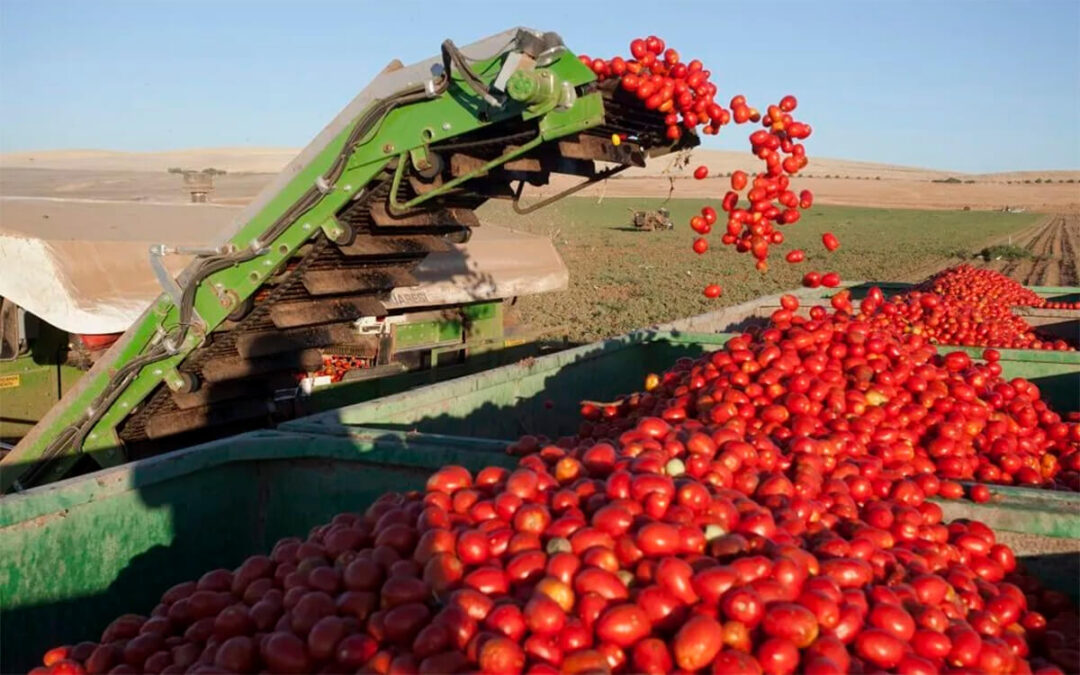 Reclaman incorporar una cláusula en los contratos de tomate que permita revisar el precio cuando haya aumentos imprevisibles de los costes
