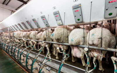 El ITACyL refuerza su apuesta por la innovación en el sector lácteo con nuevos proyectos para mejorar la competitividad de la leche de oveja