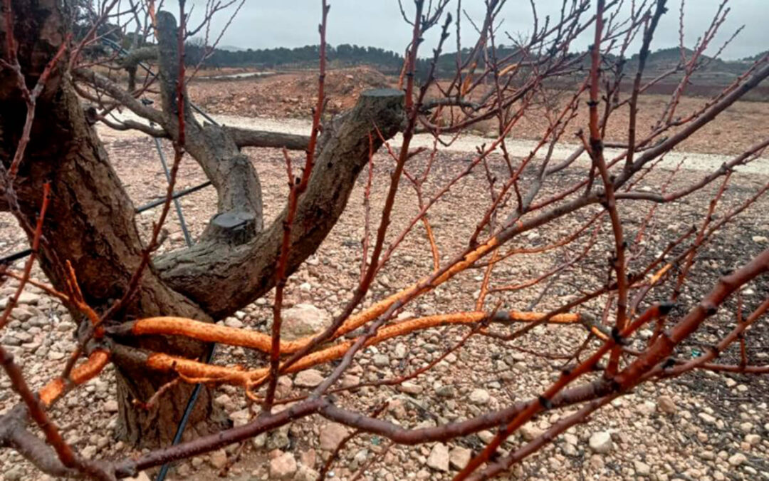 Alertan sobre las mermas por fauna salvaje de hasta el 80% en viña y almendro en Alicante y exigen medidas eficaces para frenarlas