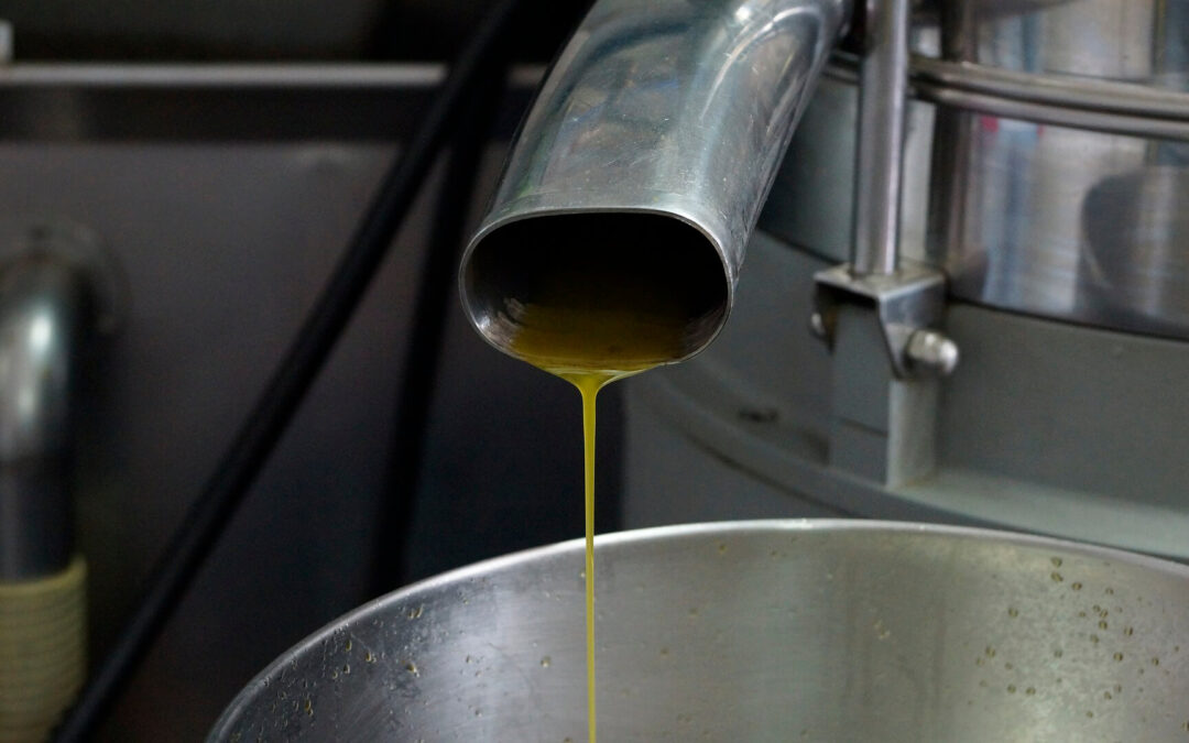 Primer aviso de que el calor obliga a la prudencia sobre la próxima cosecha de aceite: el olivar de secano comienza a sufrir estrés hídrico