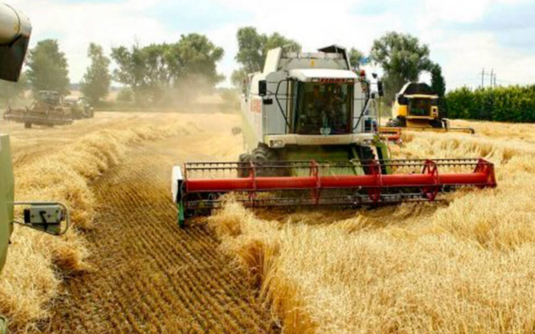 Gran subida del precio del cereal en todas las lonjas de España que no se veía desde la guerra de Rusia y Ucrania en 2022