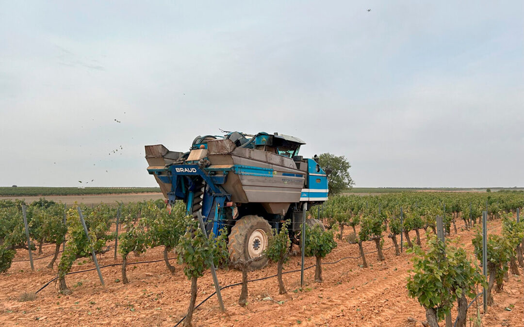La cosecha de uva en Castilla-La Mancha estará muy mediatizada por la meteorología hasta el punto que han decidido no hacer un pronóstico