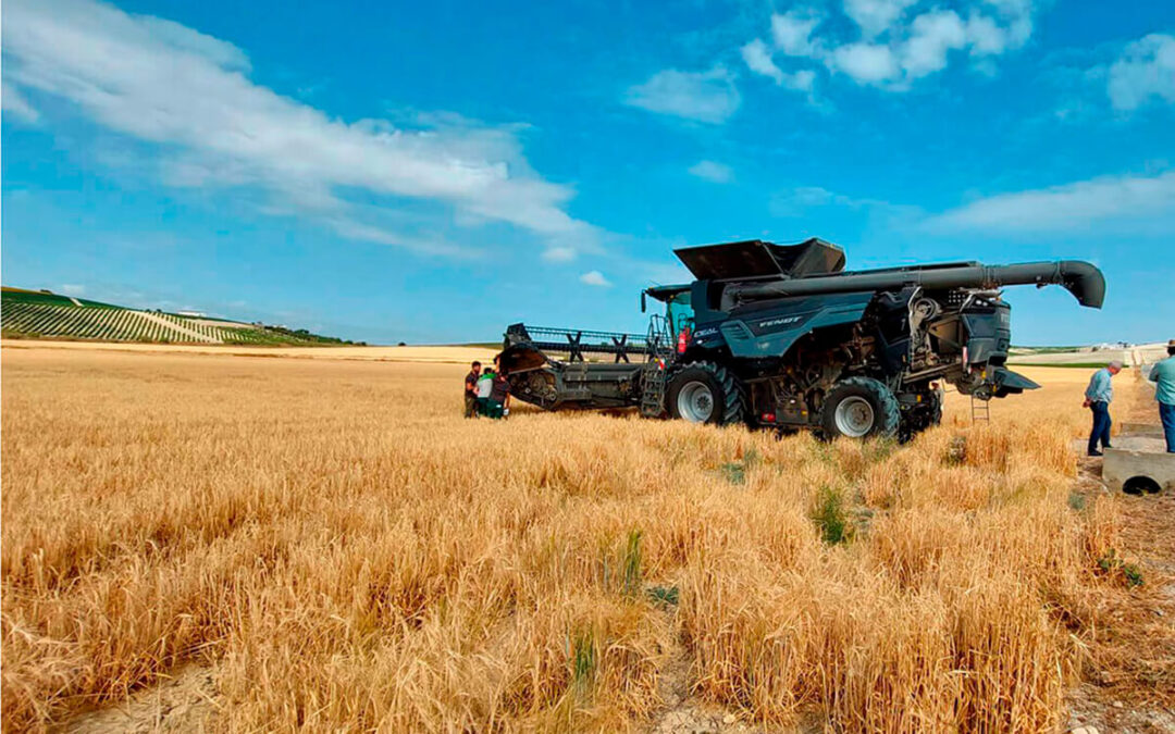 Segunda estimación de Cooperativas: El cereal español tendrá una producción nacional de 18,6 millones de toneladas, casi un 10% menos