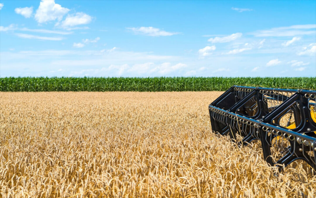 A las malas previsiones se suma el calor: estiman pérdidas en cereales del 30 al 45% en las zonas productoras por las olas de calor