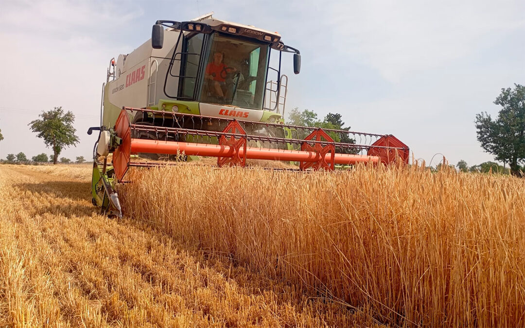 Sigue los malos datos: denuncian que el cereal pierde hasta un 30% de producción mientras aumentan las trabas para cosechar
