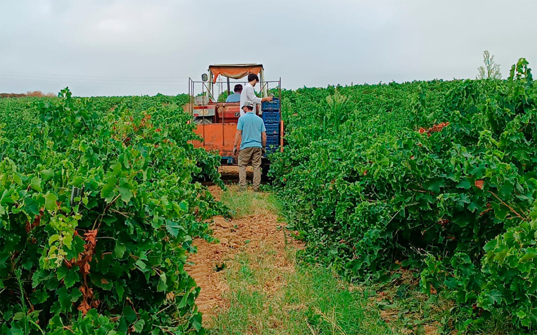 El Consejo Regulador del Condado de Huelva traslada a los viticultores recomendaciones para preservar la máxima calidad de la vendimia