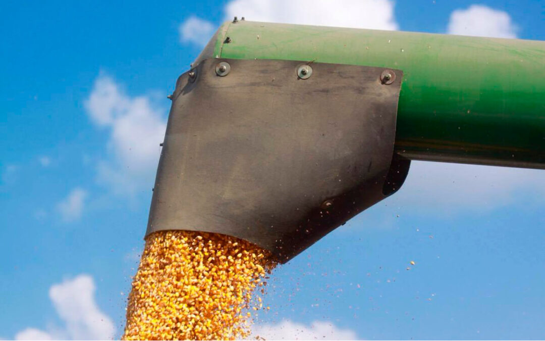Las cotizaciones del cereal siguen batiendo récords: firma su mayor repunte semanal en los últimos cuatro años y auguran nuevas subidas