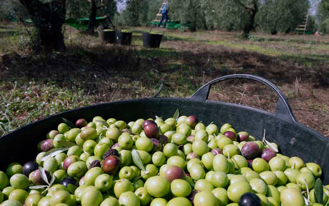 Una nueva herramienta, que combina IA, imágenes satelitales y datos climáticos, predice la cosecha del olivar frente al cambio climático