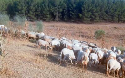 Reivindican el papel esencial de la agricultura y ganadería familiar para prevenir incendios forestales y proteger el medio rural