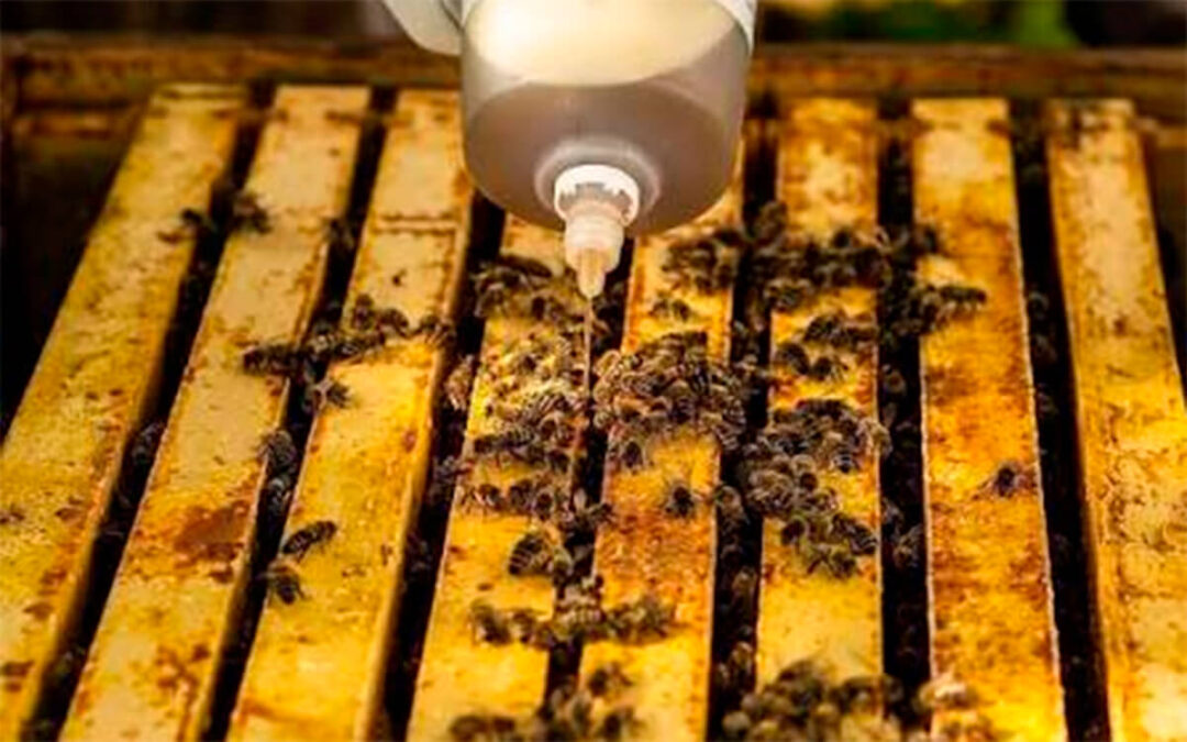 Solicitan a la Consejería de Agricultura que el tratamiento apícola contra la varroa se pueda realizar en agosto ante las altas temperaturas