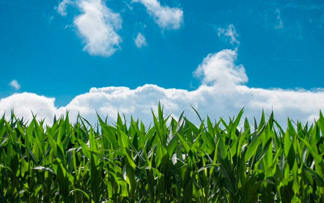 Acerta y Biovegen firman una alianza estratégica para impulsar la innovación y la sostenibilidad en el sector agroalimentario