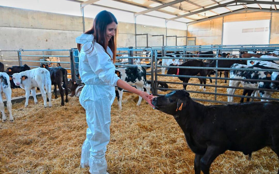 La Xunta se suma al enfado por los bajos precios del vacuno y pide al Gobierno contundencia para que se cumpla Ley de la Cadena y se cubra costes