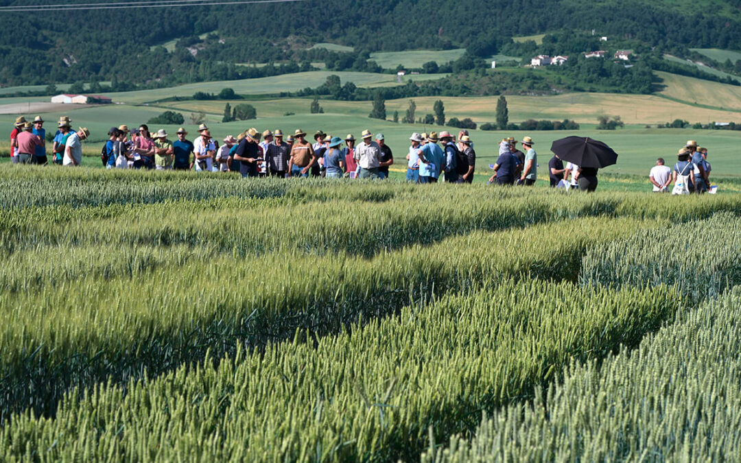 La campaña cerealista navarra cierra con una producción de 765.000 toneladas, un 13% menos tras una meteorología irregular y un final muy seco