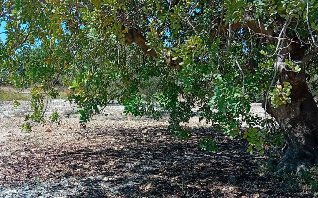 Comienza la recolección y piden a la industria preferencia y precios dignos en la nueva campaña de algarroba