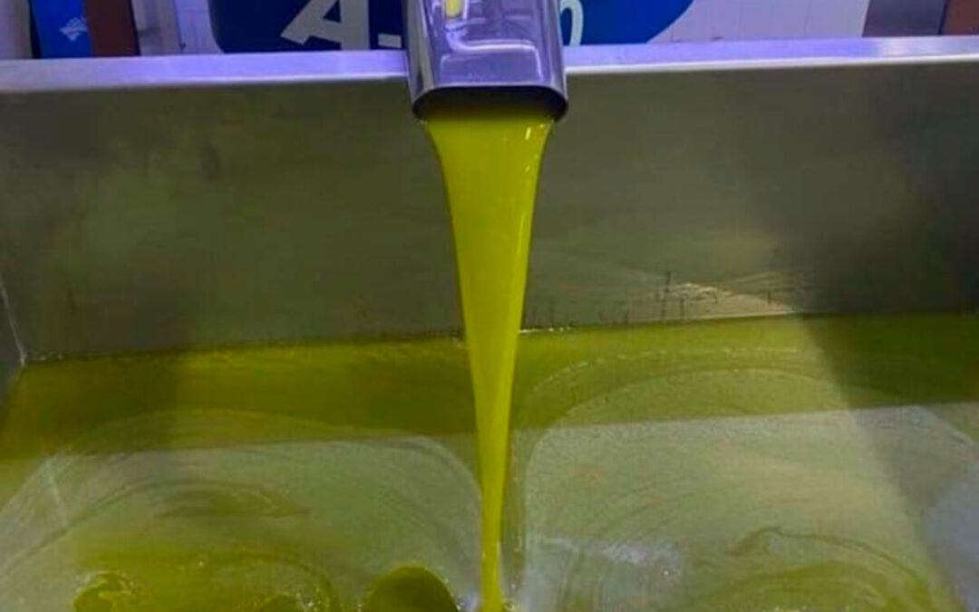 Exigen al Gobierno que aplique cláusulas espejo al aceite con medidas efectivas y urgentes para salvar a un sector olivarero que agoniza
