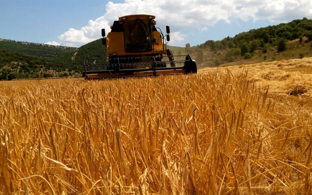 Reclaman ayudas para compensar las pérdidas del 35% de la cosecha de cereal por las restricciones de siega y la fauna silvestre