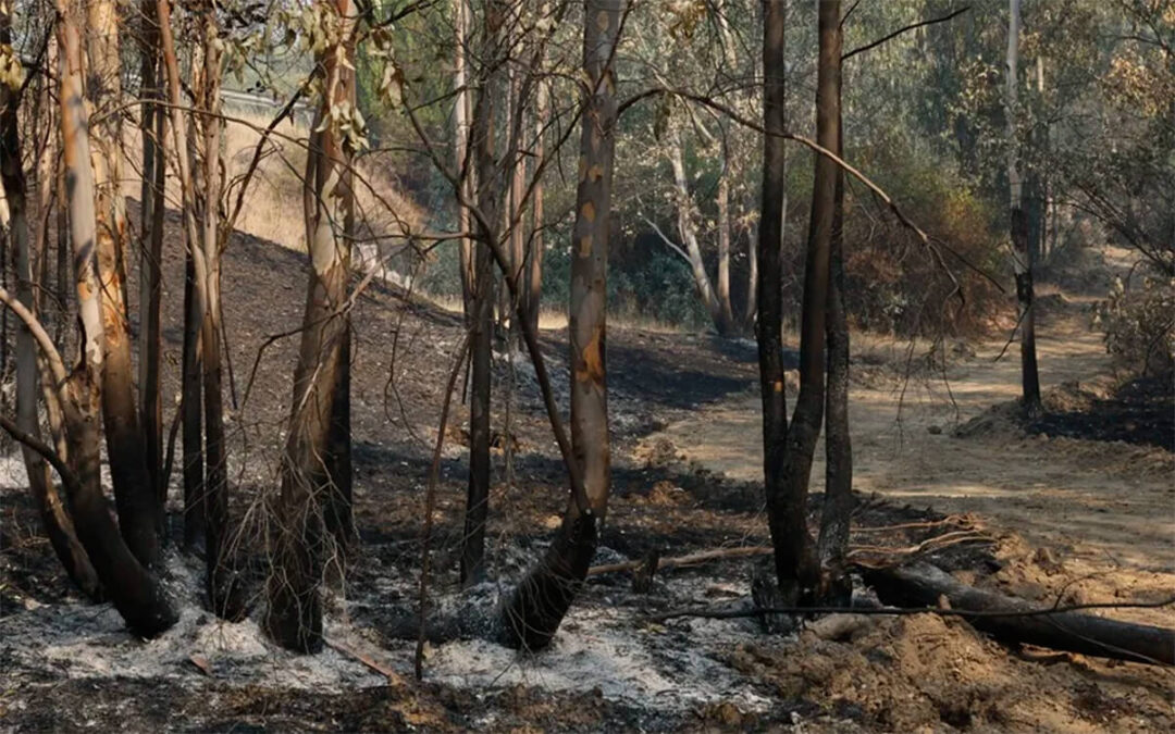 Agricultura y Sostenibilidad andaluzas trabajan para declarar ‘desastre natural’ en las áreas afectadas por el incendio de Niebla