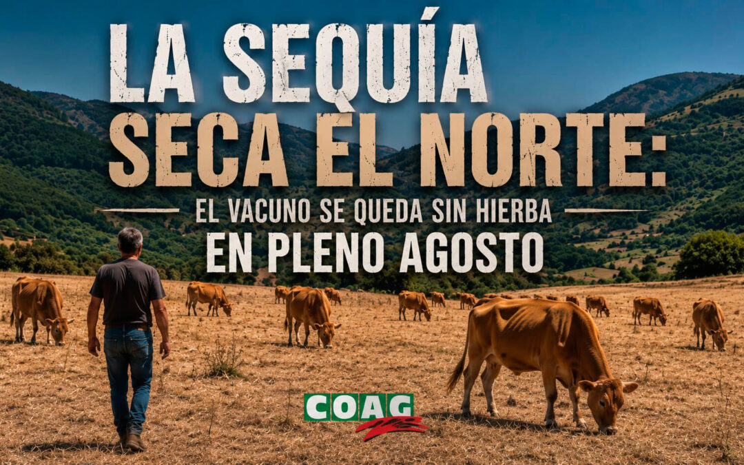La sequía seca el norte: el vacuno se queda sin hierba en pleno agosto y ya piden la declaración de zonas afectadas gravemente por emergencia