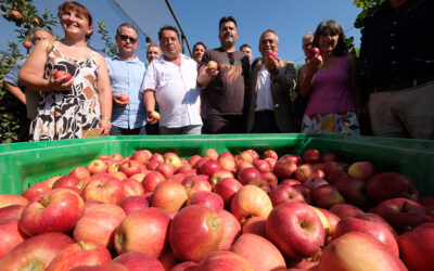 Empieza la cosecha de Poma de Girona bajo el lema ‘Todo el año, manzanas de aquí’ y una predicción de más de 100 mil toneladas