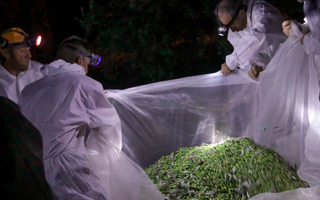 Acusan a la Junta de Andalucía de poner en riesgo la viabilidad del olivar superintensivo al mantener la prohibición de la recolección nocturna